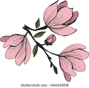 Blossoming branch of magnolia on an isolated white background. Decorative flower drawn by hand.Element for banner design, greeting card.