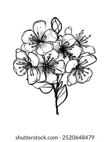 Ramo florescente de sakura, macieira, pêssego. Desenho de linha realista de belas flores com botões e folhas para logotipo, design de casamento. Ilustração vetorial.