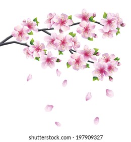 Blossoming branch of sakura - Japanese cherry tree with falling petal. Beautiful cherry blossom pink - violet, isolated on white background. Vector illustration