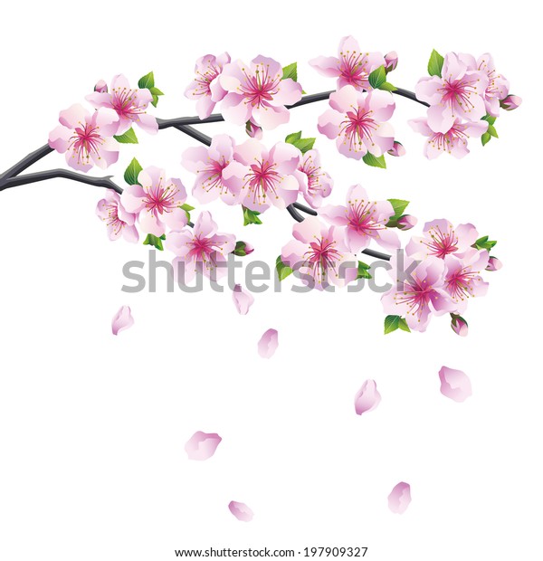 桜の木の枝開き 花びらを落とす桜 白い背景に美しい桜のピンク 紫色 ベクターイラスト のベクター画像素材 ロイヤリティフリー