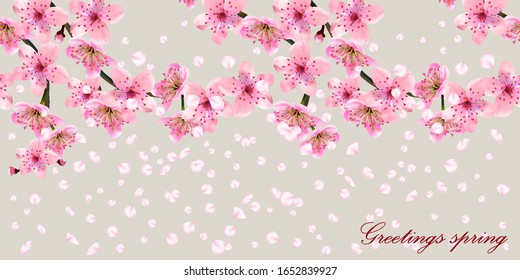 Blossoming branches of Japanese cherry 
with flying petals on grey. Pink Sakura floral  texture, spring banner, EPS 10, vector