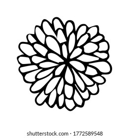 Un brote floreciente de aster y crisantemo al estilo de doodle. Dibujar ilustración vectorial de esquema. El elemento se dibuja a mano y se aísla sobre un fondo blanco. Para tarjetas e invitaciones, cumpleaños.