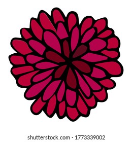 Un brote floreciente de aster y crisantemo al estilo de doodle. Dibujar ilustración vectorial de esquema. El elemento se dibuja a mano y se aísla sobre un fondo blanco. Para tarjetas e invitaciones, cumpleaños.