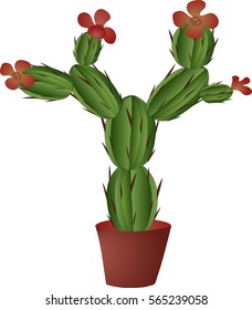 The blossoming cactus in a flowerpot