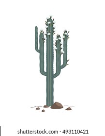 Blossoming cactus vector. Tall and old cactus illustration