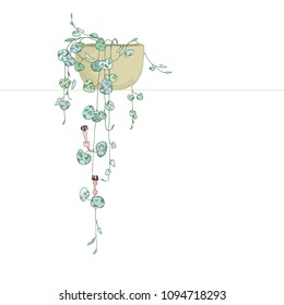 Blossoming Ceropegia.Hanging houseplants.Succulents in a pot.