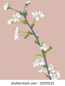 blossoming cherry