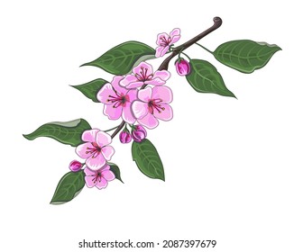 Blossoming cherry branch. The fruit. Stock vector illustration isolated on a white background