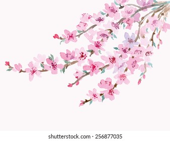 Blossoming cherry branch isolated on a white background. Watercolor Spring background. Vector illustration