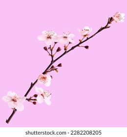 Blossoming cherry branch on a pink background. Traced vector image.