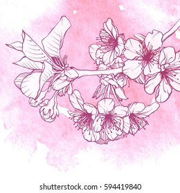Blossoming cherry branch on pink watercolor background. Sakura flowers vector illustration
