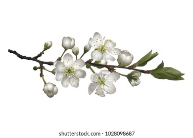 Blossoming cherry branch with white flowers. Realistic vector illustration