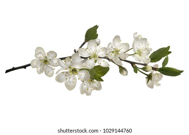 Blossoming cherry branch with white flowers. Realistic vector illustration