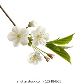 Blossoming Cherry Branch With White Flowers. Realistic Vector Illustration