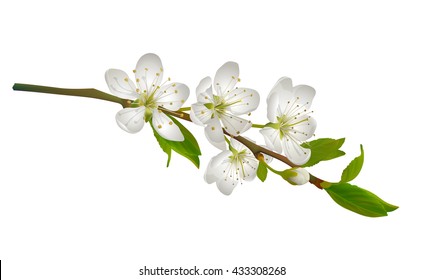 Blossoming Cherry Branch With White Flowers.