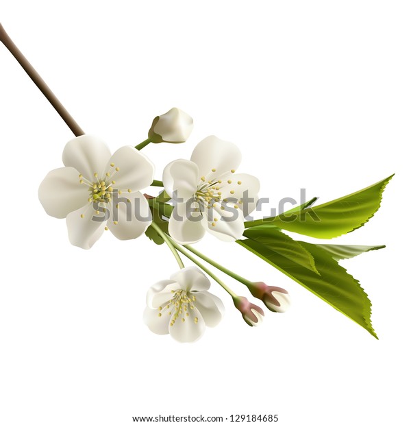 白い花で咲く桜の枝 リアルなベクターイラスト のベクター画像素材 ロイヤリティフリー