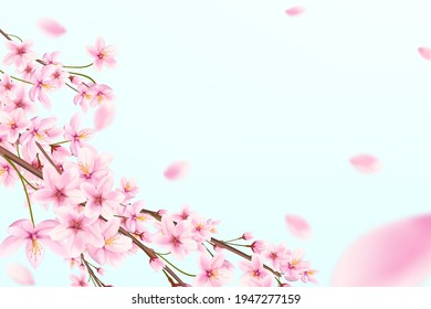 Blossoming cherry branches with flying petals on a blue background. Japanese sakura.