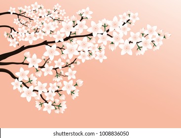 Blossoming cherry branches on a pink background.