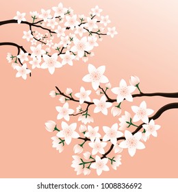 Blossoming cherry branches on a pink background.