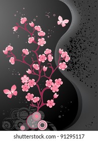Blossoming cherry tree, black background