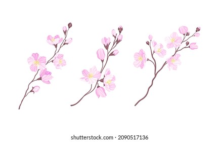 Blossoming cherry tree branches. Sakura twigs with pink flower buds vector illustration