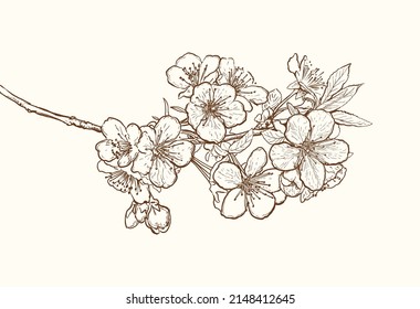 Blossoming cherry tree flowers line art hand drawing on white. Spring stylish background with sakura flower outline. vector illustration.