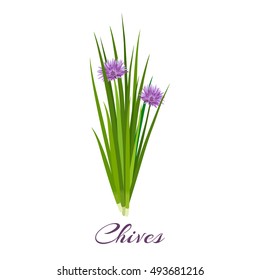 Blossoming chives color vector illustration. Allium schoenoprasum or garlic chives. Isolated on a white background. French cuisine. For web, menu, logo, textile svg