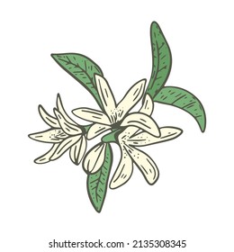 Blossoming citrus tree vector illustration. Delicate little flowers on deciduous twig. Floral botanical fruit tree branch. Lemon spring flowering bush isolated object