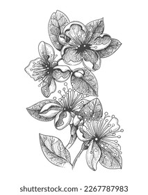 Blossoming feijoa sketch. Blossom feijoas myrtle branch with flowers and foliage engraving style drawing isolated white background, etching blooming guavasteen vector illustration