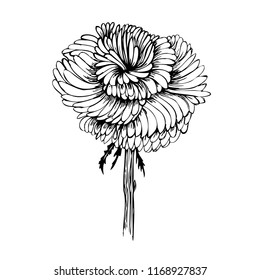  blossoming flower resembling an astra   chrysanthemum onine in the middle leaf  vintage illustration similar to Japanese graphics

