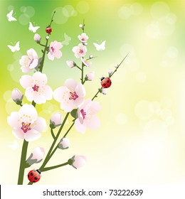 Blossoming flower in spring