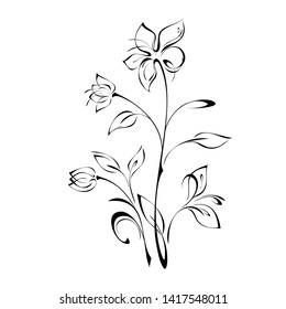 blossoming flower and two buds on stems with leaves in black lines on a white background