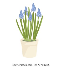 blossoming grape hyacinth in a pot