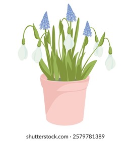 blossoming grape hyacinth and snowdrop in a pot