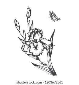 Blossoming irises flowers on white. Vector illustration.