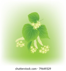 Blossoming linden branch