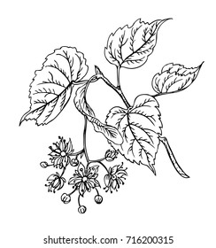 Blossoming linden branch, contour black and white drawing. Spices and medicinal plants, images for labels, packaging and other designs.