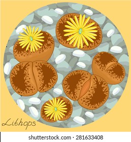 Blossoming Lithops