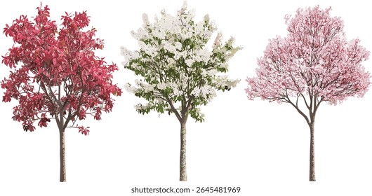 Blossoming Malus halliana crabapple tree, isolated cutout, ornamental flowering tree, spring season plant, garden tree silhouette, botanical species vector illustration.