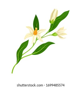 Blossoming Mandarin Tree Branch Isolated on White Background Vector Illustration