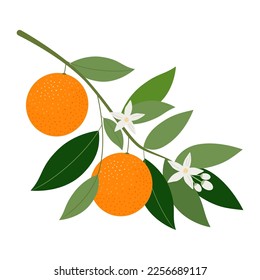 Rama de naranjas florecientes aislada en fondo blanco, ilustración vectorial.