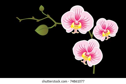 Blossoming orchid on a black background