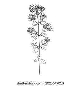 Esbozo de tinta vectorial de flores de Oregano, línea de hierba sanadora dibujada a mano Arte Origanum vulgare, Marjoram aislado en blanco, especias de ilustración botánica, diseño para cosméticos naturales, té de hierbas