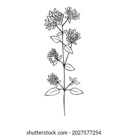 Blossoming Oregano flower vector ink sketch, hand drawn healing herb line art Origanum vulgare, Marjoram isolated on white, botanical illustration spice, design for natural cosmetic, herbal tea