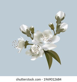 blossoming pear. blooming cherry. Blooming fruit branch isolated. Branch with flowers, leaves. Isolated. 