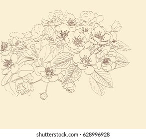 blossoming pear tree flowers line art hand drawing. spring stylish background with flower outline. vector