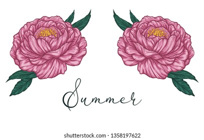 Blossoming peonies. Vector illustration of two peonies blossom isolated on white. T-shirt print, card, invitation design.