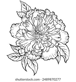 Blossoming peony flower. Vector illustrations in hand drawn sketch doodle style. Line art botanical plant isolated on white. Close up blooming flower. Element for coloring book, design, print