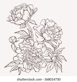 Blossoming peony flowers on white. Vector illustration. Perfect for background greeting cards and invitations of the wedding, birthday, Valentine's Day, Mother's Day.
