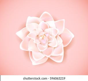 Blossoming pink flower isolated in background. Spring Rose, camellia flower.